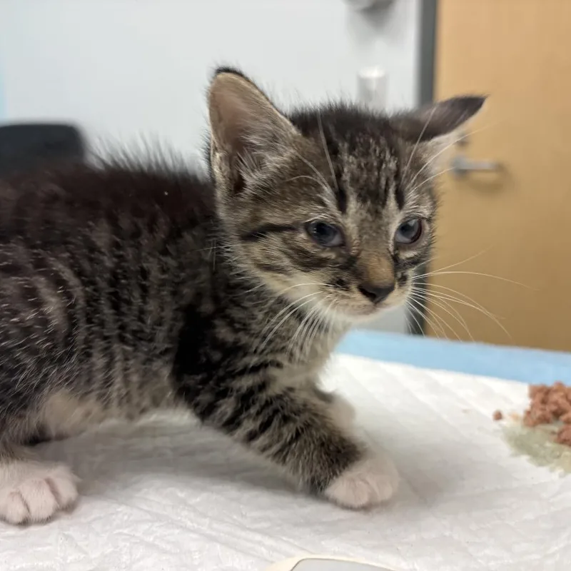 A baby small-sized female Brown / Chocolate Domestic Short Hair cat named Puffin for adoption in Jacksonville, FL