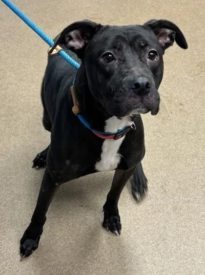 An adult large-sized female Mixed Breed dog named Lemonade for adoption in Chamblee, GA