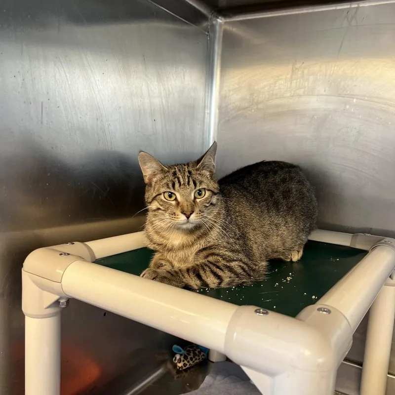 An adult small-sized male Domestic Short Hair cat named Poptart for adoption in Rock Falls, IL