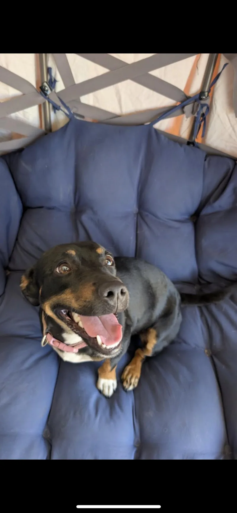 Pepper thumbnail 5