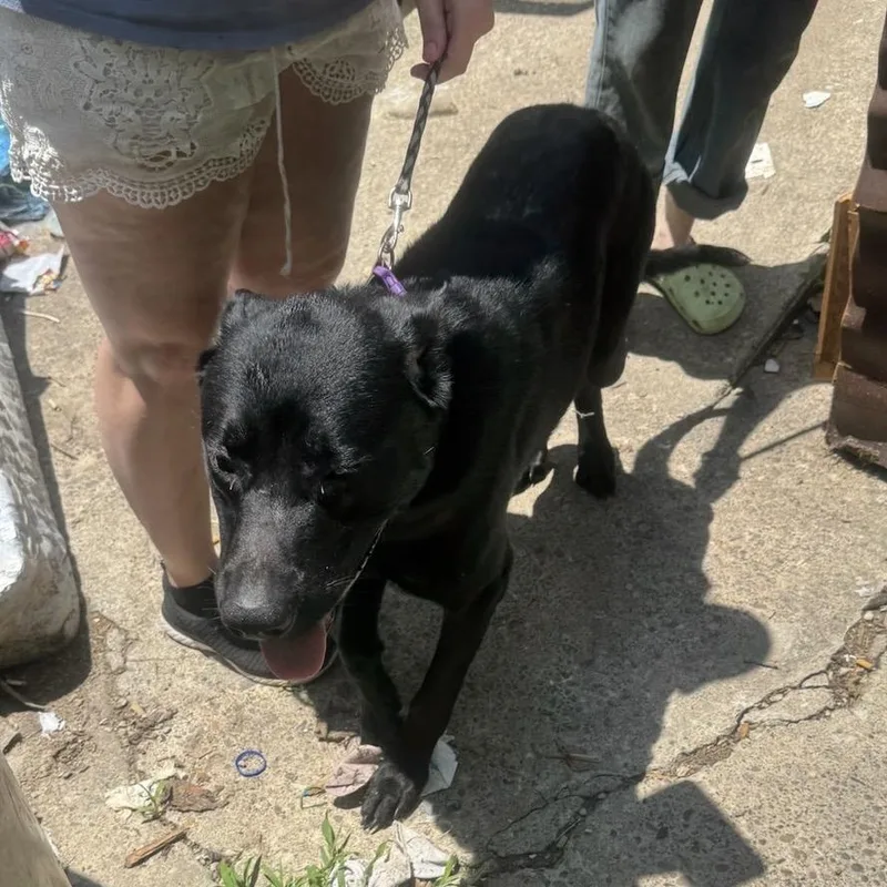 A young small-sized female Black Mixed Breed dog named Skittle for adoption in Springboro, OH