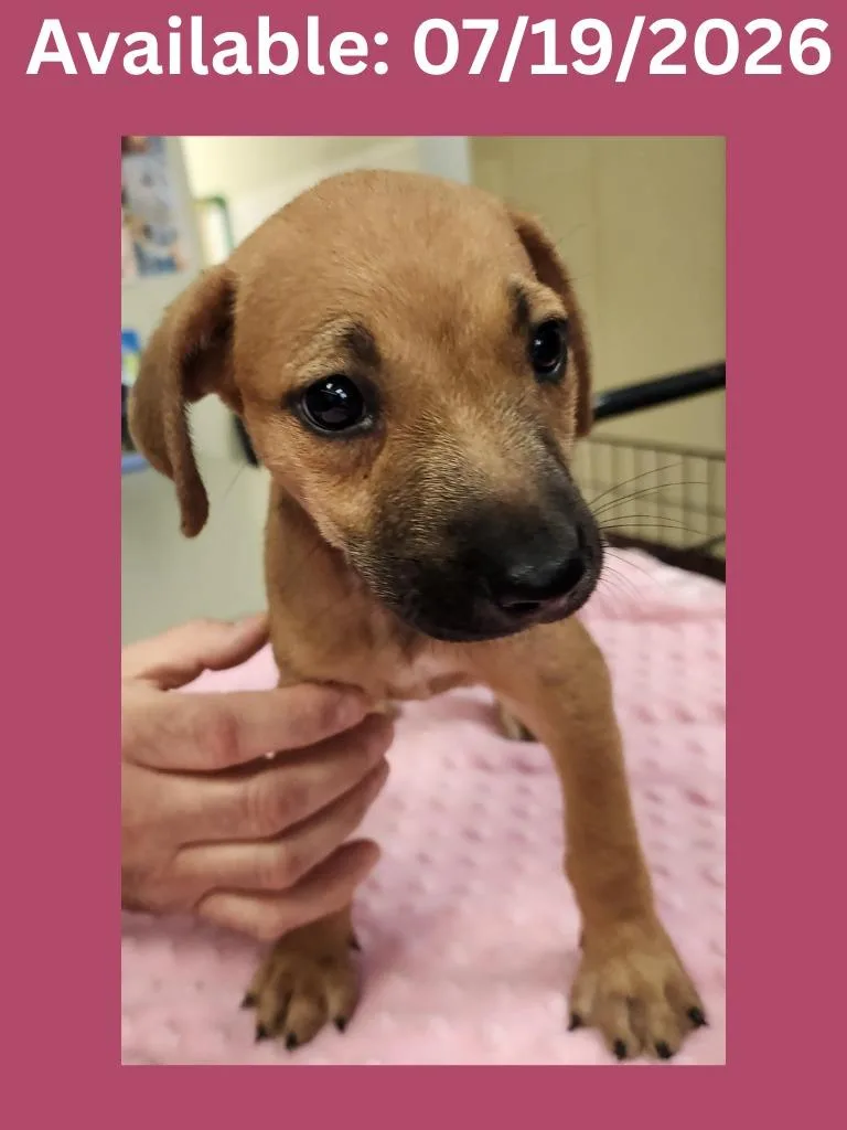 A baby medium-sized female Hound dog named Dog Kennel for adoption in Greenville, TX