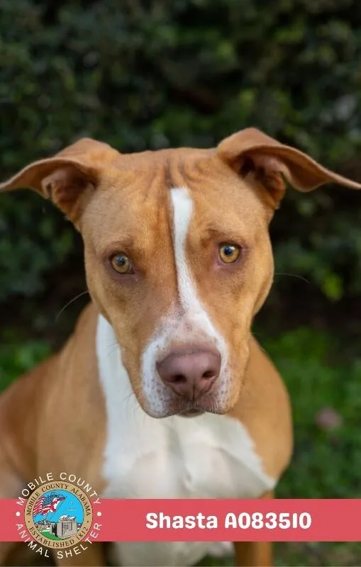 An adult medium-sized female Brown / Chocolate Labrador Retriever dog named Shasta for adoption in Mobile, AL