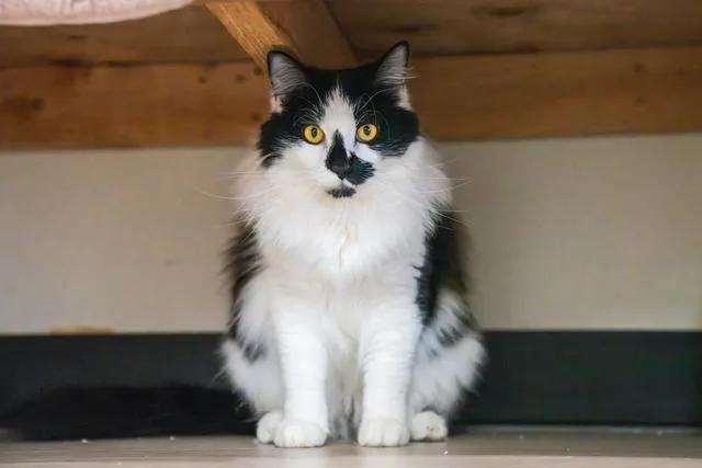 Marvin