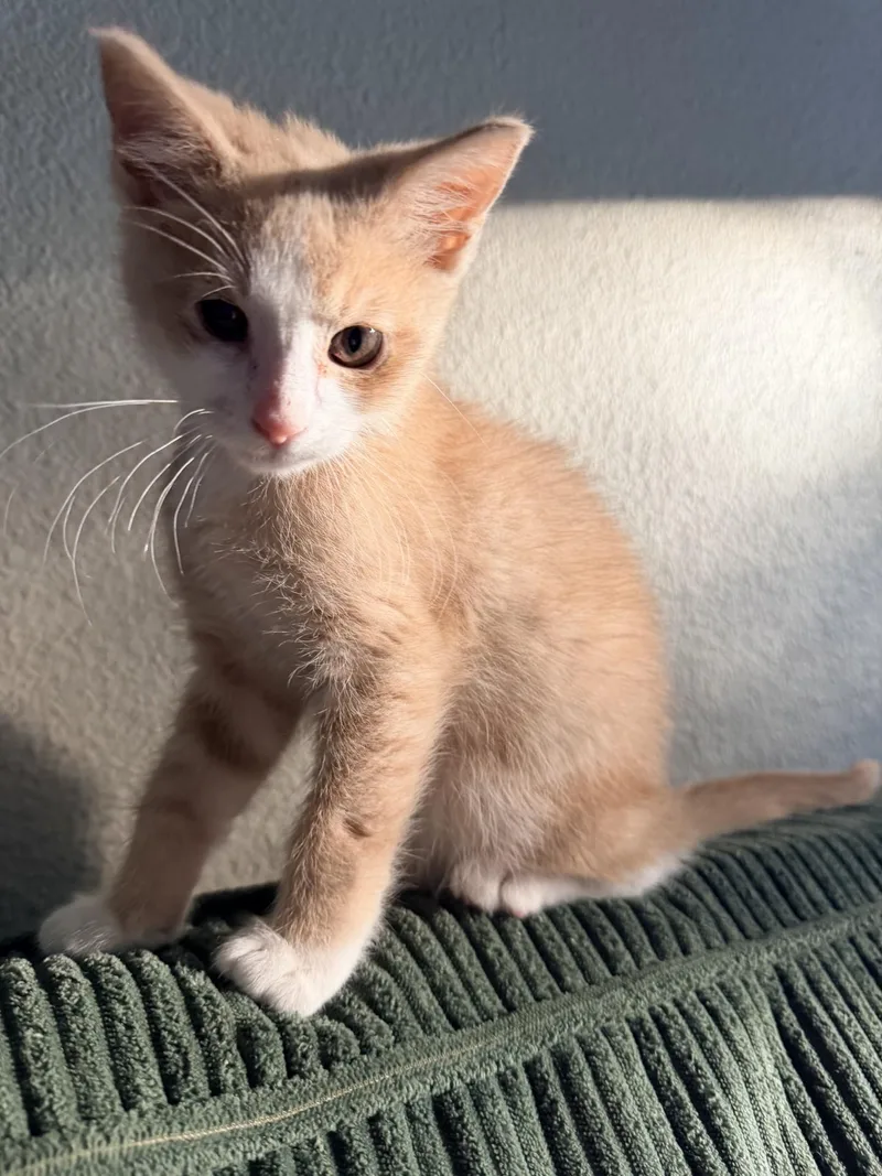 Muffin thumbnail 2