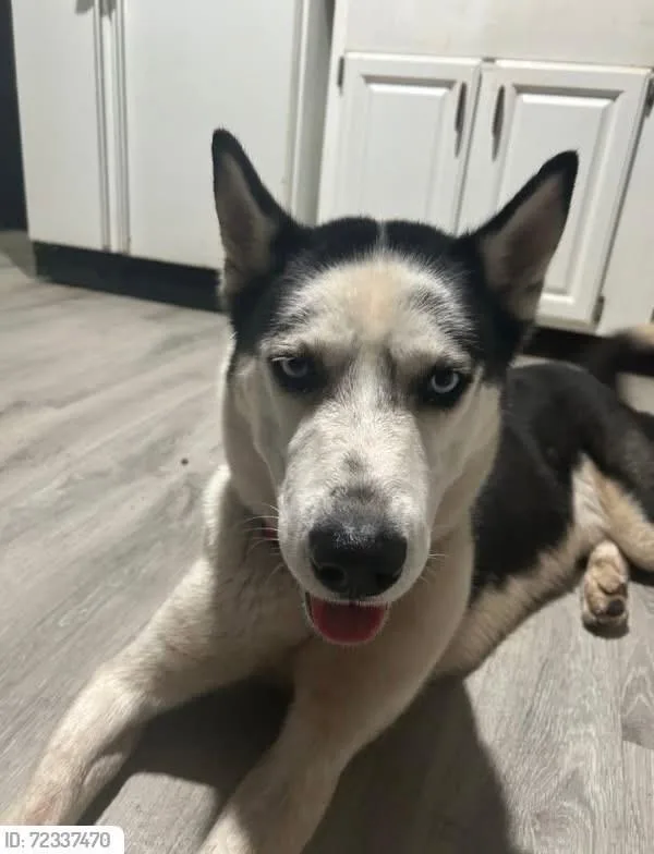 A baby medium-sized male Husky dog named Frosty Max for adoption in Lake Wylie, SC