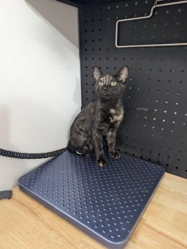 A baby small-sized female Domestic Short Hair cat named Meadow for adoption in Anoka, MN