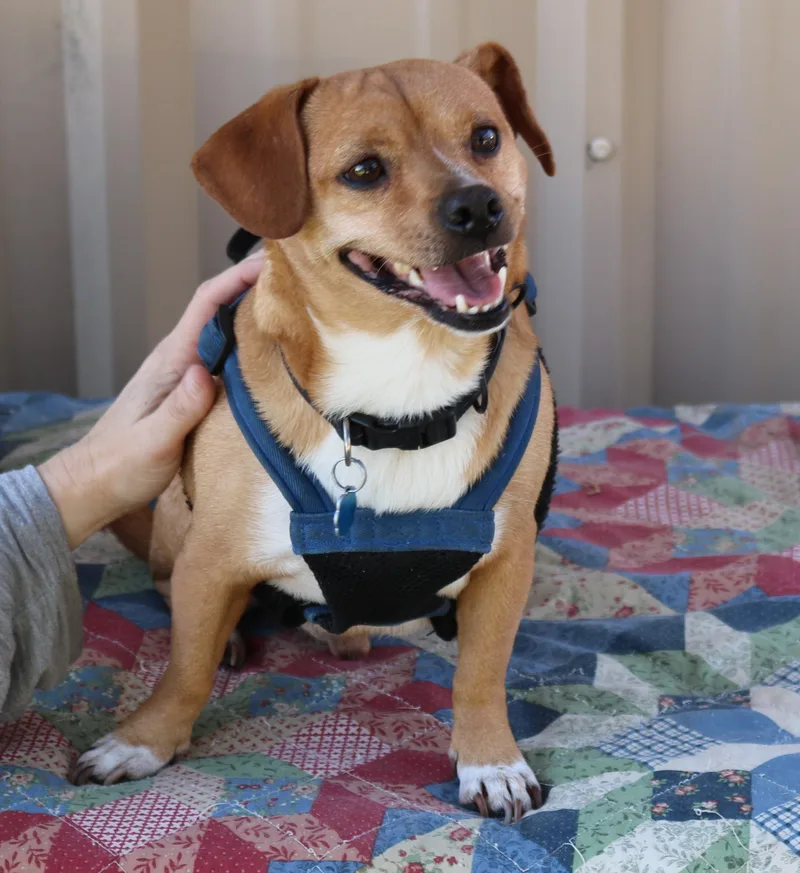 An adult small-sized male Chihuahua dog named Maverick for adoption in Bandera, TX