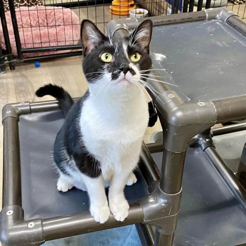 A young medium-sized female Black & White / Tuxedo Domestic Short Hair cat named Carly for adoption in Massapequa, NY