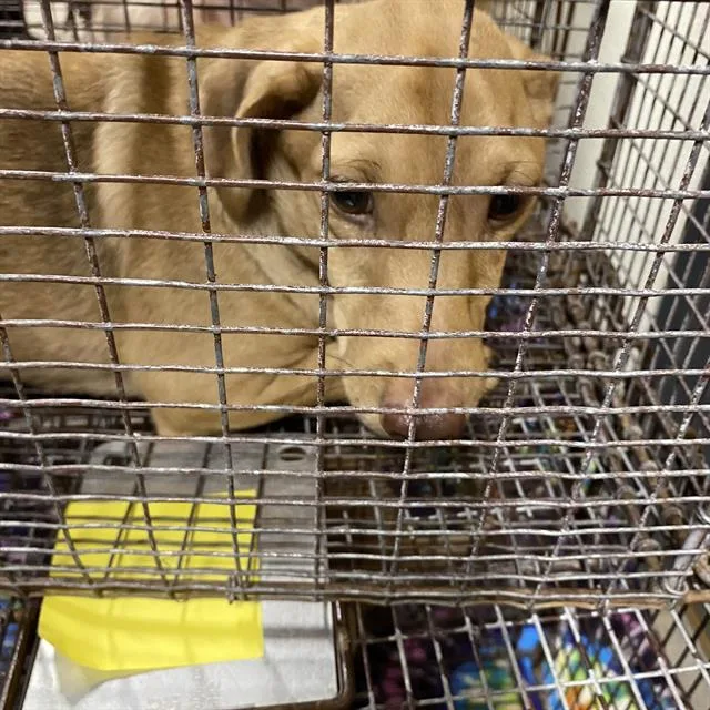 A young small-sized male Dachshund dog named A for adoption in Modesto, CA