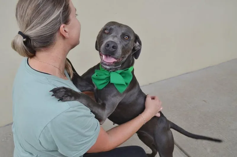 A young large-sized female Pit Bull Terrier dog named Mary Shelley for adoption in McKinney, TX