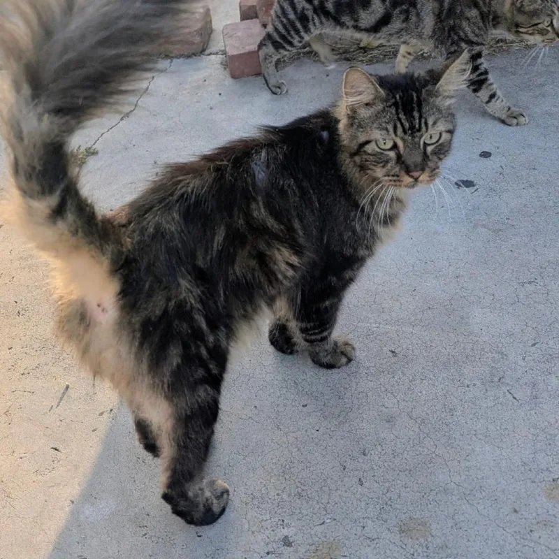 A senior small-sized male Brown / Chocolate Domestic Medium Hair cat named Toulouse for adoption in Long Beach, CA