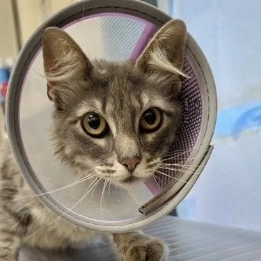 A young large-sized female Domestic Medium Hair cat named Lavendar for adoption in Burlington, WA