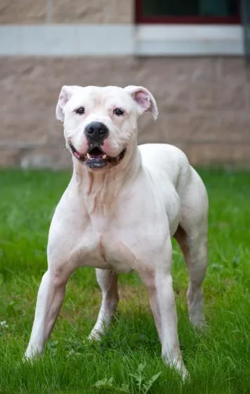 An adult medium-sized male Pit Bull Terrier dog named Bryce for adoption in Derwood, MD
