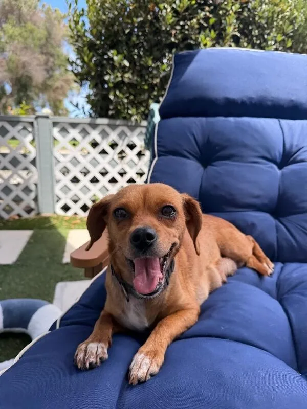 An adult small-sized female Red / Chestnut / Orange Beagle dog named Maple for adoption in Manhattan Beach, CA