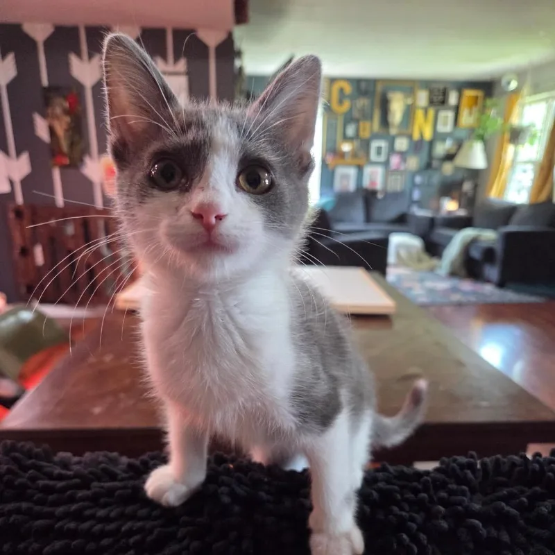 A baby small-sized female Gray / Blue / Silver Domestic Short Hair cat named Mochi for adoption in Monroe, MI