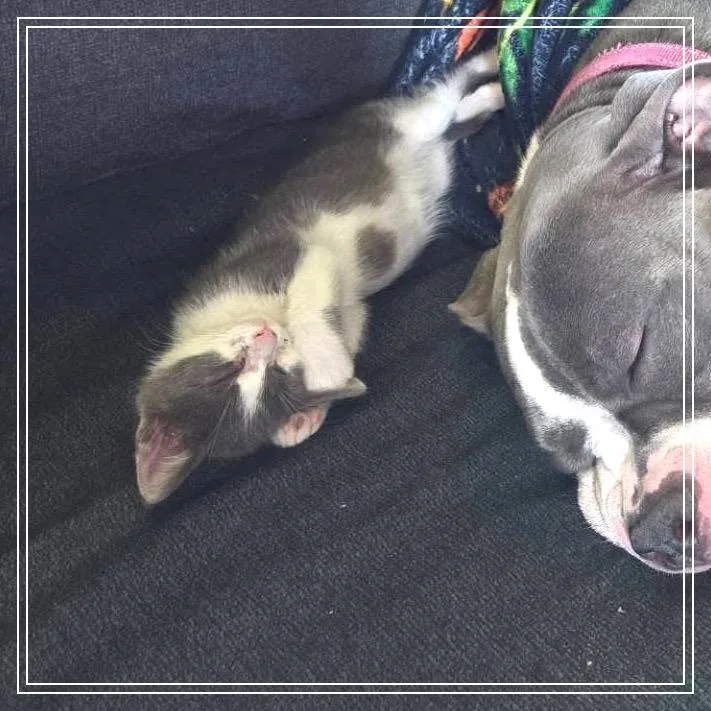 Mochi thumbnail 3
