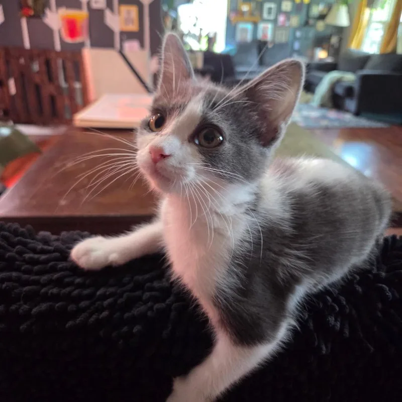 Mochi thumbnail 4