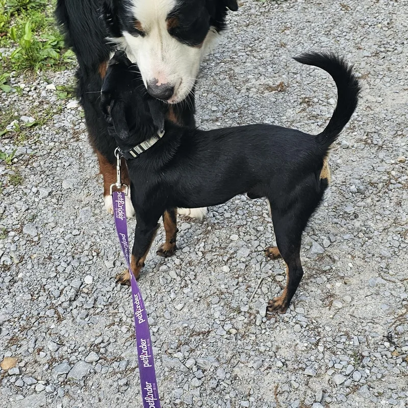 A young small-sized male Black Chihuahua dog named Houdini for adoption in Columbia, MO