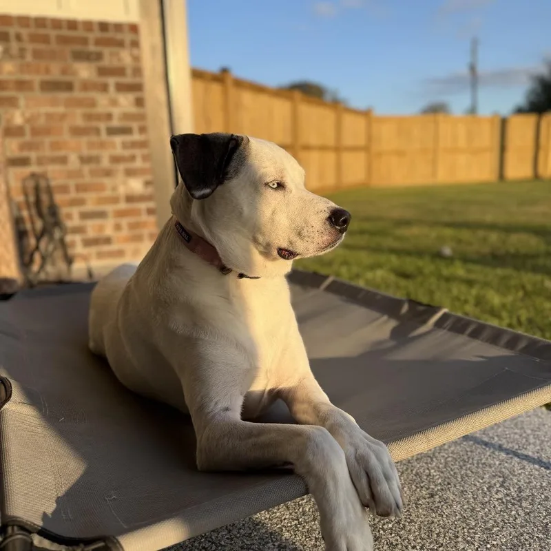 An adult large-sized female Catahoula Leopard Dog dog named Lexi for adoption in New Orleans, LA