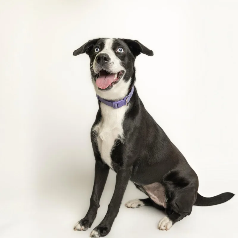 A baby medium-sized female Border Collie dog named Lima Bean for adoption in Richardson, TX