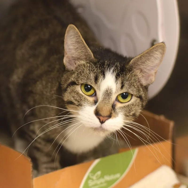 An adult medium-sized female Brown / Chocolate Domestic Short Hair cat named Tippy for adoption in Belleville, IL
