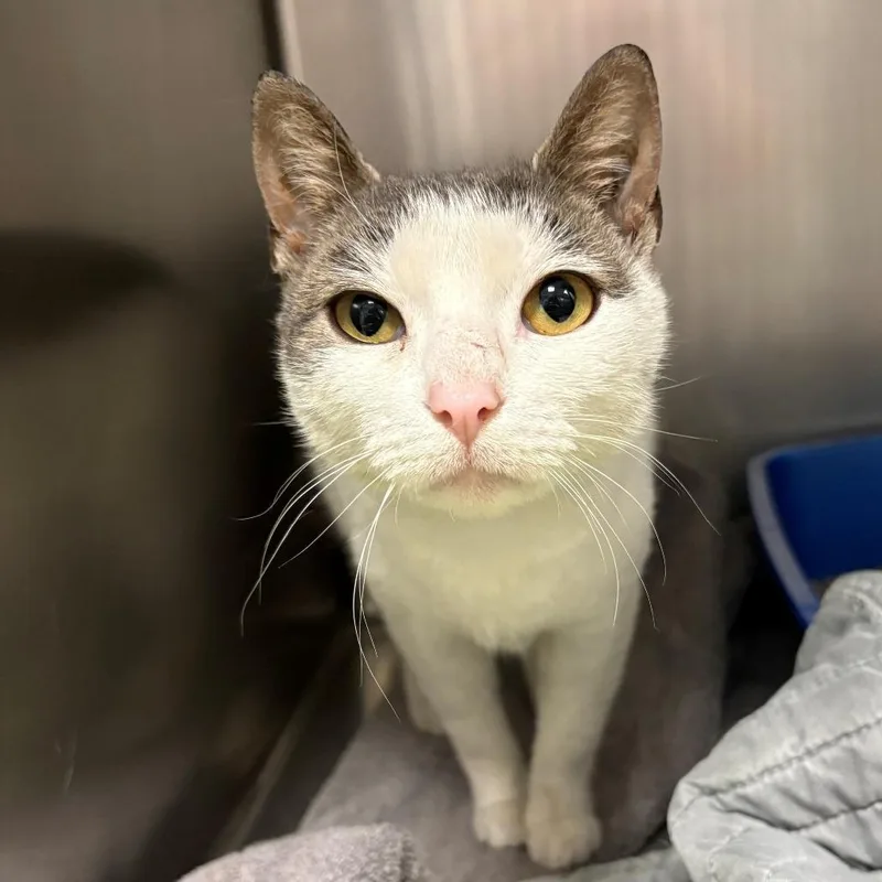 An adult medium-sized female Gray / Blue / Silver Domestic Short Hair cat named Heidi for adoption in East Hanover, NJ