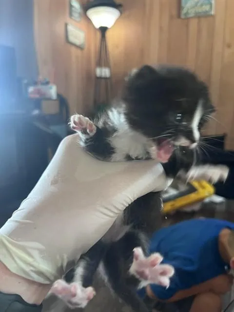 A baby small-sized female Domestic Short Hair cat named Captain America for adoption in Fort Walton Beach, FL