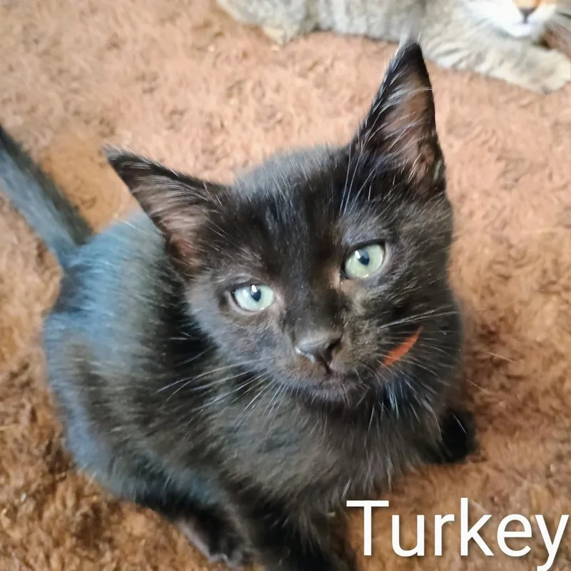 A baby small-sized male Domestic Short Hair cat named Turkey for adoption in Wappingers Falls, NY