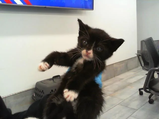 A baby small-sized male Domestic Short Hair cat named Sundae for adoption in Charlotte, NC