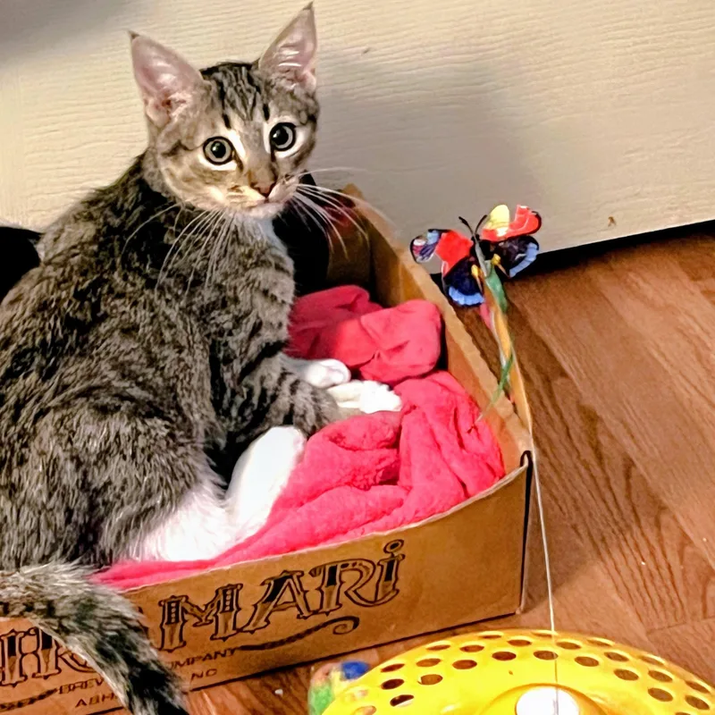 A baby medium-sized male Tabby (Brown / Chocolate) Domestic Short Hair cat named Owl for adoption in Apex, NC