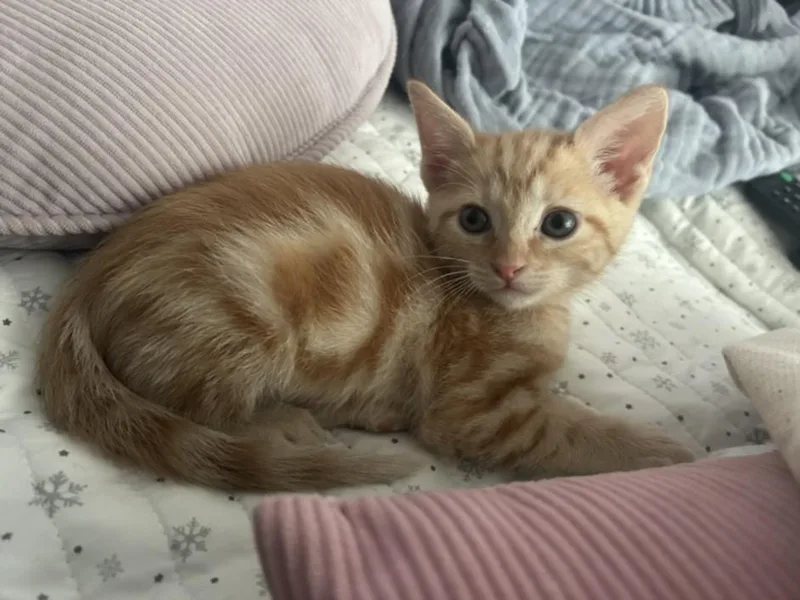 A baby small-sized male Domestic Short Hair cat named Peanut for adoption in Burbank, CA