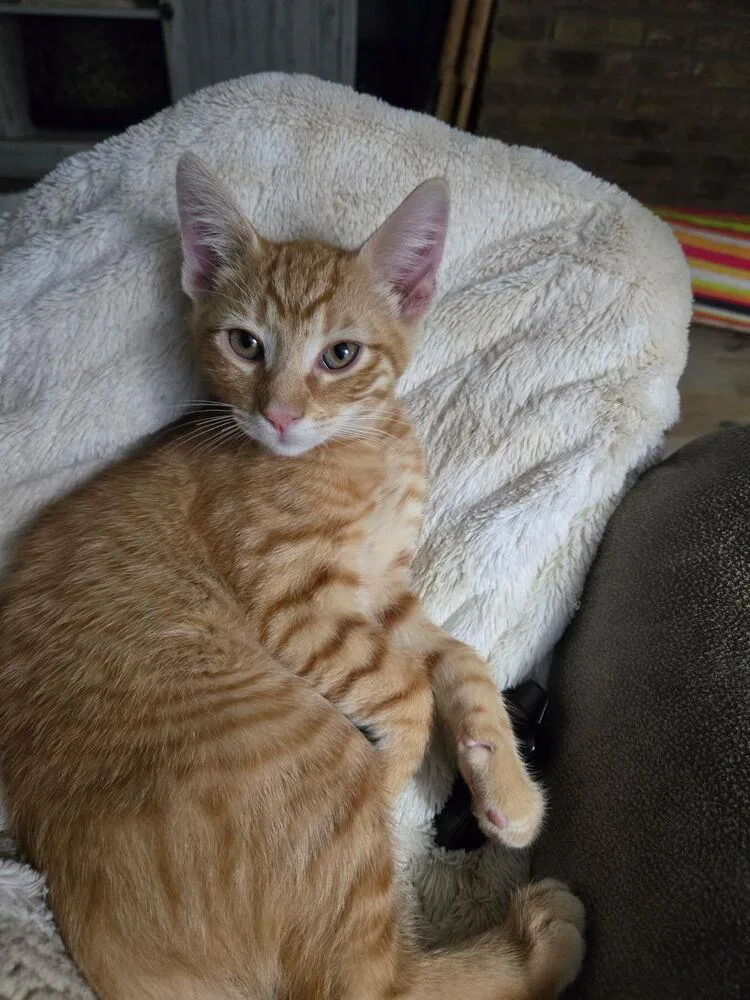 A baby small-sized male Domestic Short Hair cat named Slim for adoption in Dallas, TX