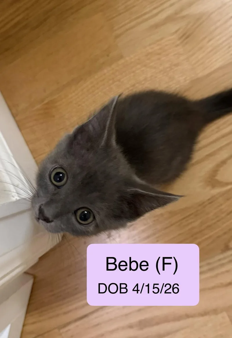 A baby medium-sized female Gray / Blue / Silver Domestic Short Hair cat named Bebe for adoption in Vacaville, CA