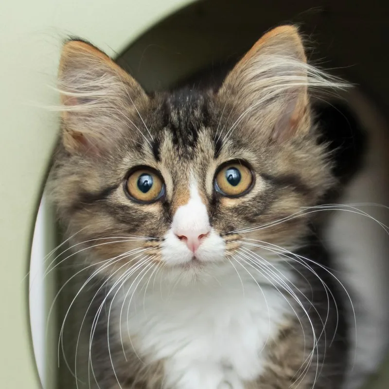 A baby small-sized male Brown / Chocolate Domestic Long Hair cat named Berlioz for adoption in Middletown, RI
