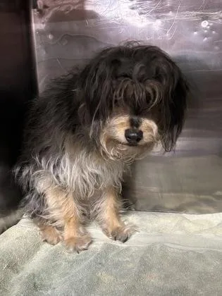 An adult small-sized male Schnauzer dog named Puppy for adoption in El Paso, TX