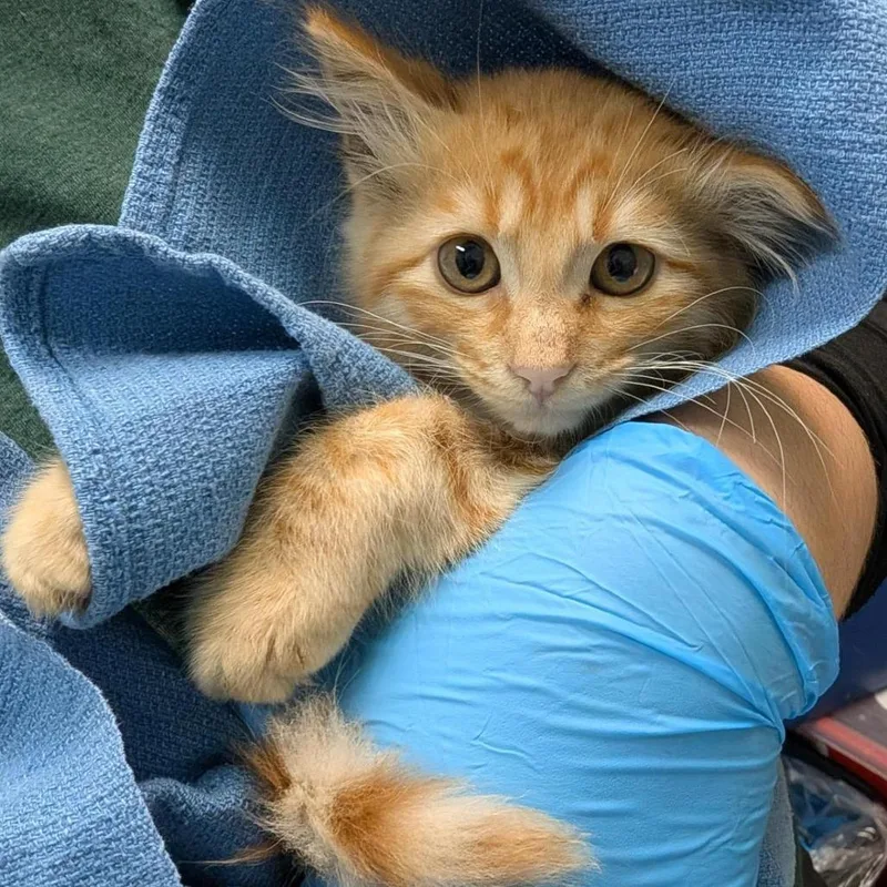 A baby small-sized male Domestic Medium Hair cat named Challah for adoption in Tacoma, WA