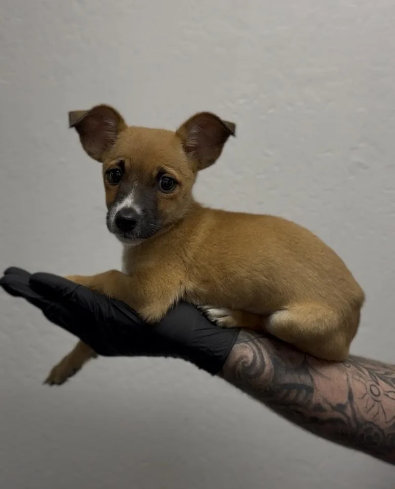 A baby small-sized female Chihuahua dog named Birdie for adoption in ventura, CA