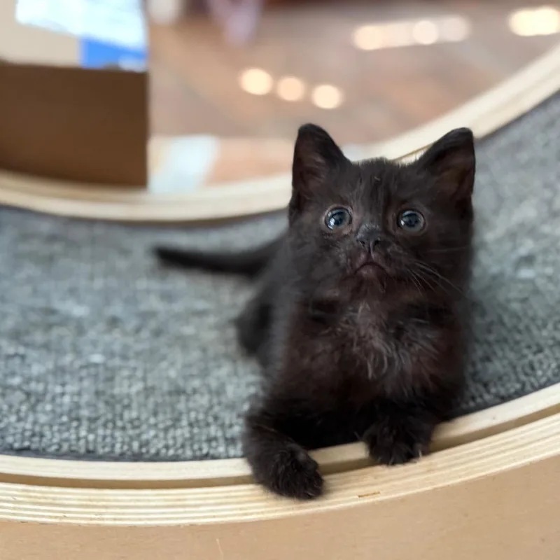 A young small-sized female Black Domestic Short Hair cat named Ms. Cubby for adoption in Port Richey, FL