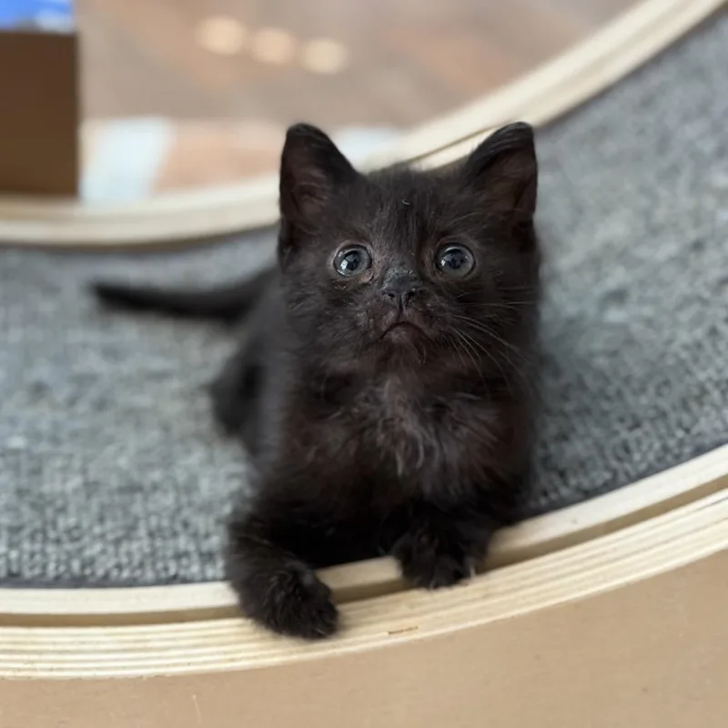 Ms. Cubby thumbnail 2