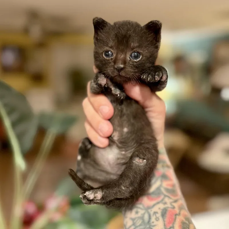 Ms. Cubby thumbnail 3