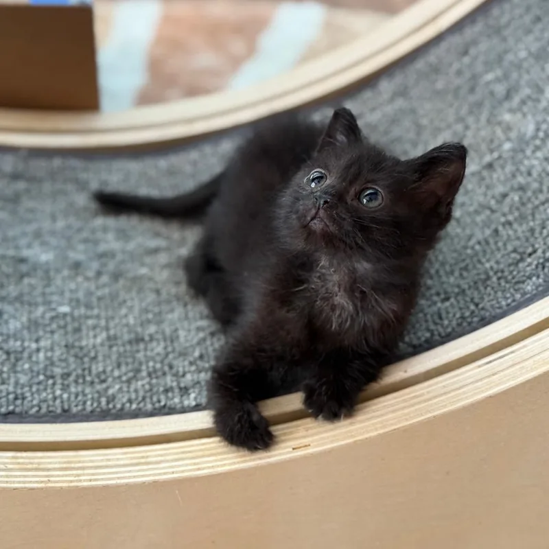 Ms. Cubby thumbnail 4