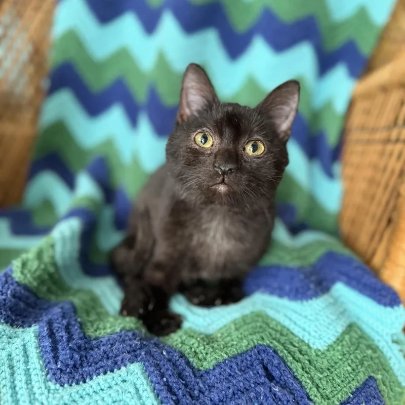 Ms. Cubby thumbnail 5