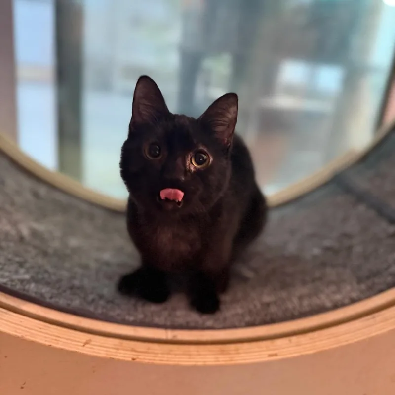 Ms. Cubby thumbnail 6