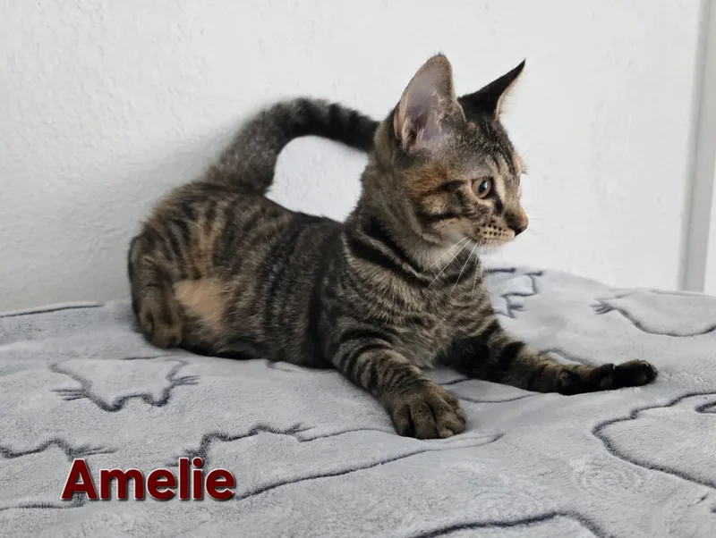 A young medium-sized female Tabby (Brown / Chocolate) American Shorthair cat named Amelie for adoption in miami, FL