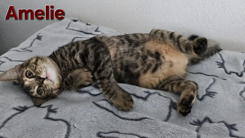 Amelie thumbnail 4