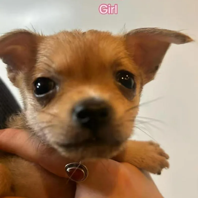 Rosie thumbnail 2