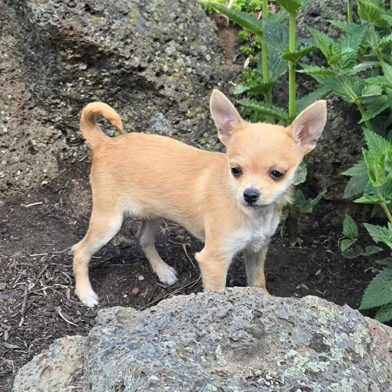 Rosie thumbnail 6