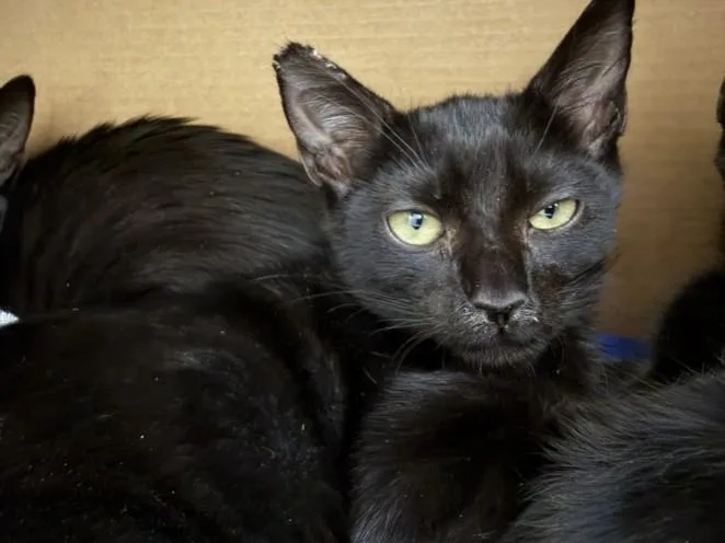 A baby small-sized male Domestic Short Hair cat named Avo Cato for adoption in Los Angeles, CA
