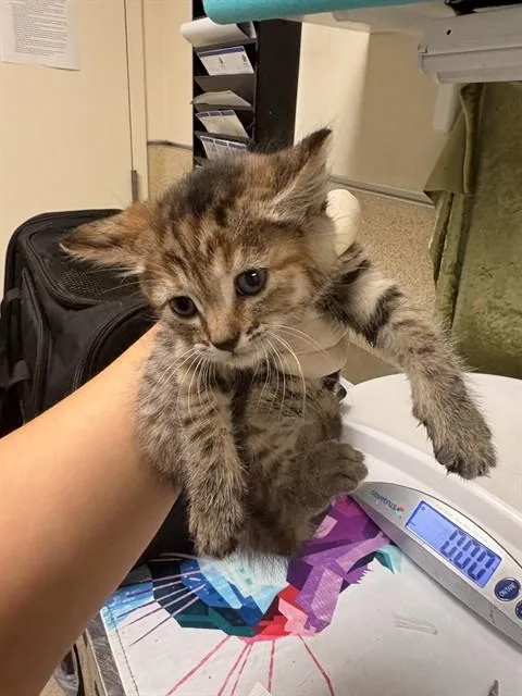A baby medium-sized female Domestic Short Hair cat named Mae for adoption in Riverside, CA
